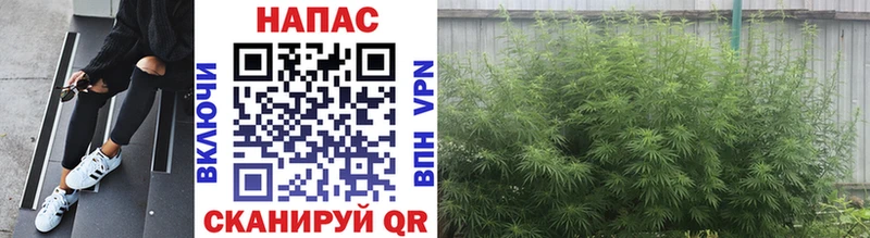 Каннабис сатива  Карталы 